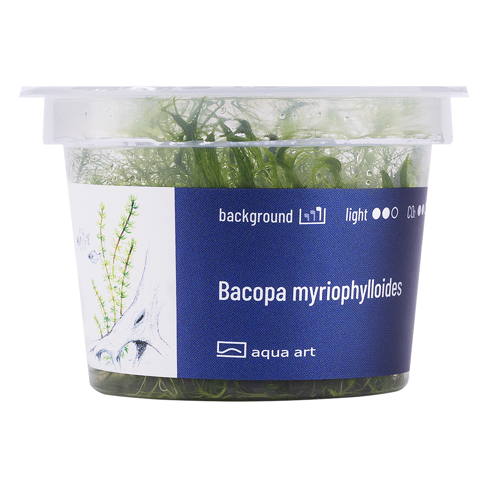 Biljka1 Biljka Bacopa myriophylloides in vitro